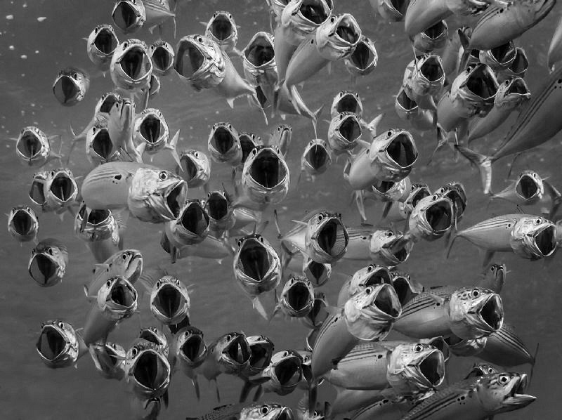 Schooling and feeding Indian Mackerel by Paul Colley 