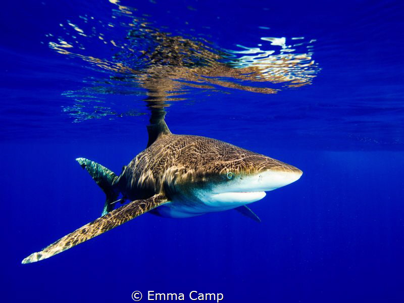 Oceanic white-tip on the surface, creating the nice refle... by Emma Camp 