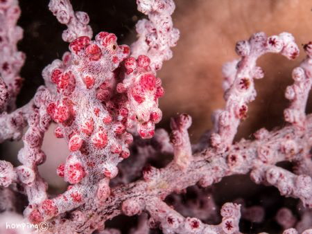 A pair of Pygmy seahorse by Hon Ping 