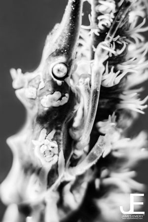 Xeno Crab
Canon 7D Nauticam
Big Blue VL5800
Canon 60mm... by James Emery 