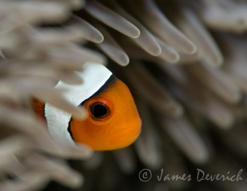 Peeking out by James Deverich 