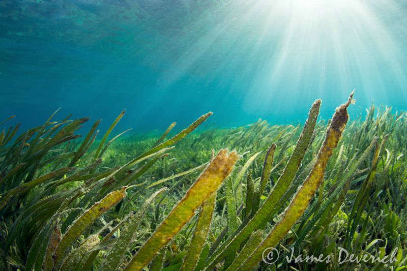 Grassy fields. by James Deverich 