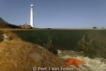 The lonely star fish by Peet J Van Eeden 