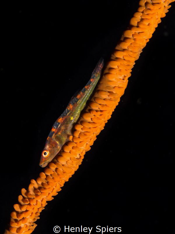 Wire Coral Goby (Bryaninops yongei) by Henley Spiers 