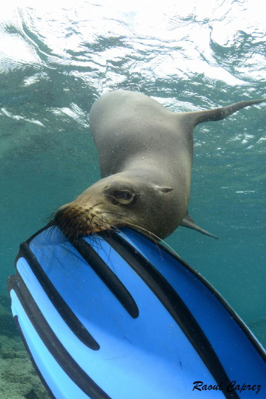 Tasting time :-)
Playful sea lion by Raoul Caprez 