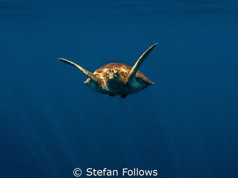 One day I'll fly away. Green Turltle - Chelonia mydas. Ko... by Stefan Follows 