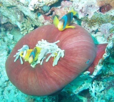 Closed anemone with clownfish, taken at Anemone city Ras ... by Anel Van Veelen 