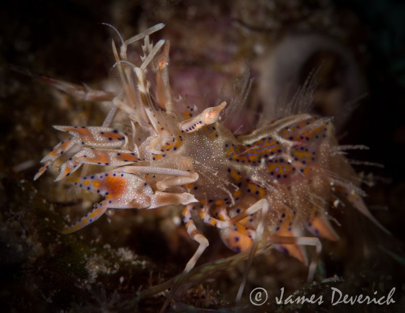 Tiger Shrimp by James Deverich 