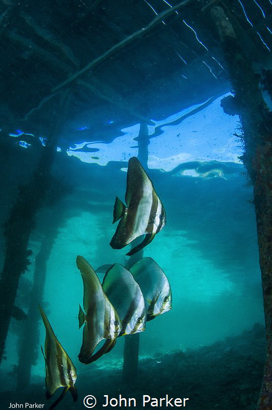 Batfish at Arborek Jetty by John Parker 