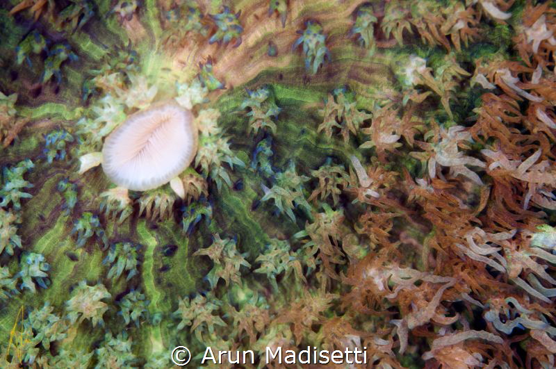 warty corallimorph abstract by Arun Madisetti 