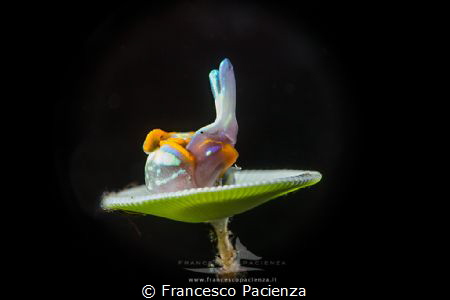 [:b:]Turidilla hopei[:/b:] by Francesco Pacienza 