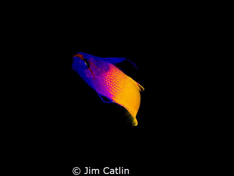 Fairy basslet on black by Jim Catlin 