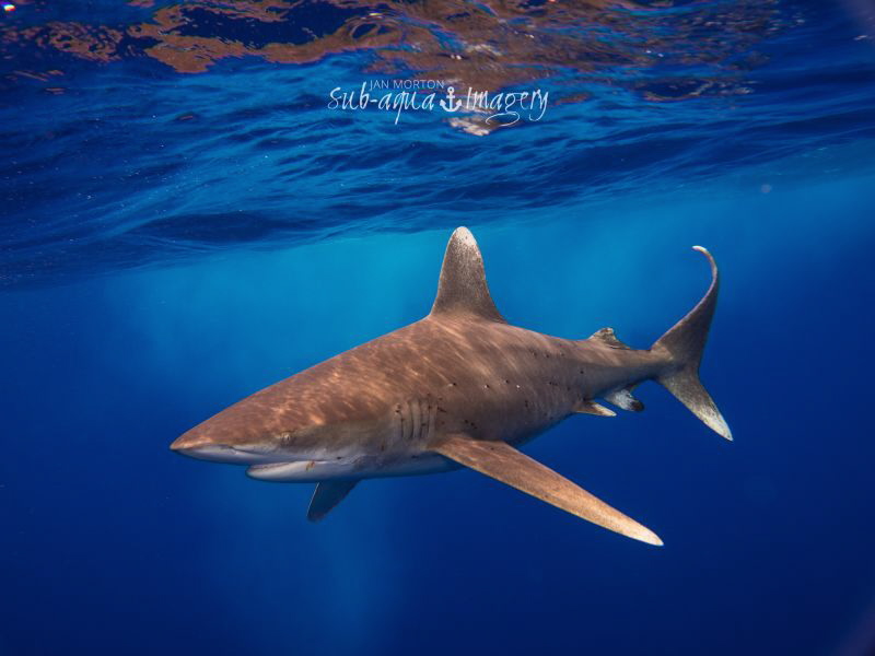 Oceanic White Tip in Rough Seas - May 2014 by Jan Morton 