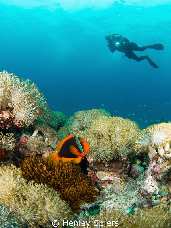 Tomato Anemonefish & Diver by Henley Spiers 