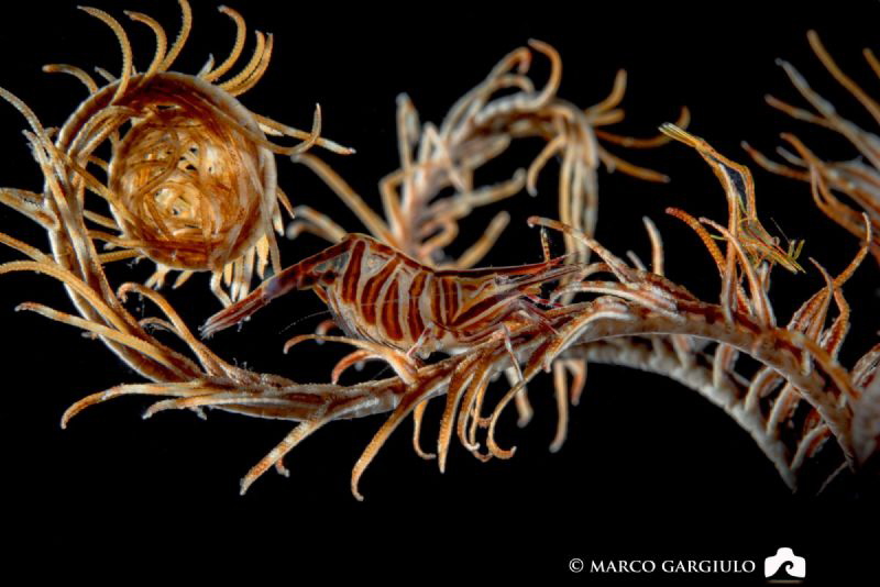 Couple of Hippolyte prideauxiana, male and female with eg... by Marco Gargiulo 