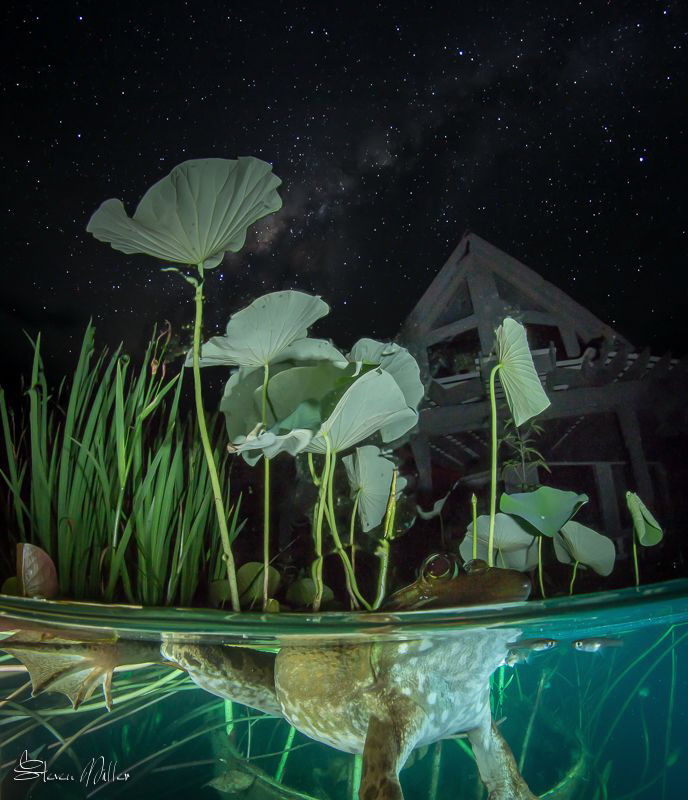 Starry Starry night. by Steven Miller 