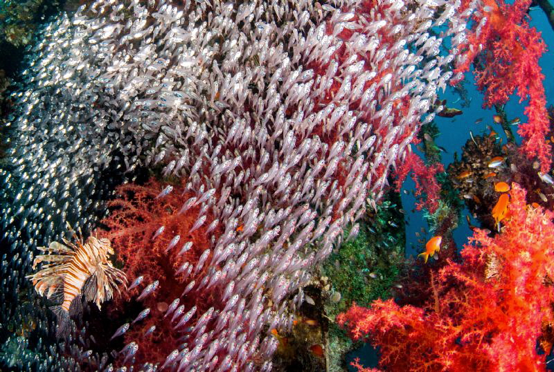 Colorful life in Cedar's Pride wreck. by Mehmet Salih Bilal 
