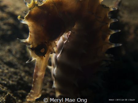 First attempt at backlighting.  Fortunately subject was v... by Meryl Mae Ong 