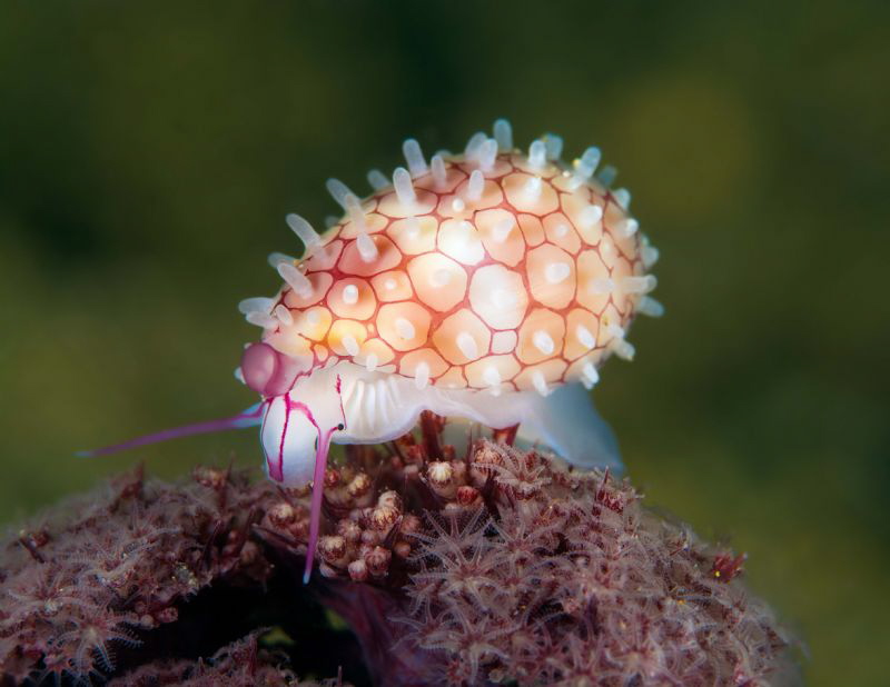 Diminovula culmen, rigged egg cowrie. by James Deverich 
