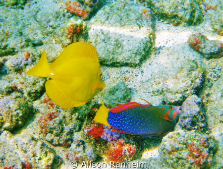 If you look closely, you will see that this fish is worki... by Alison Ranheim 