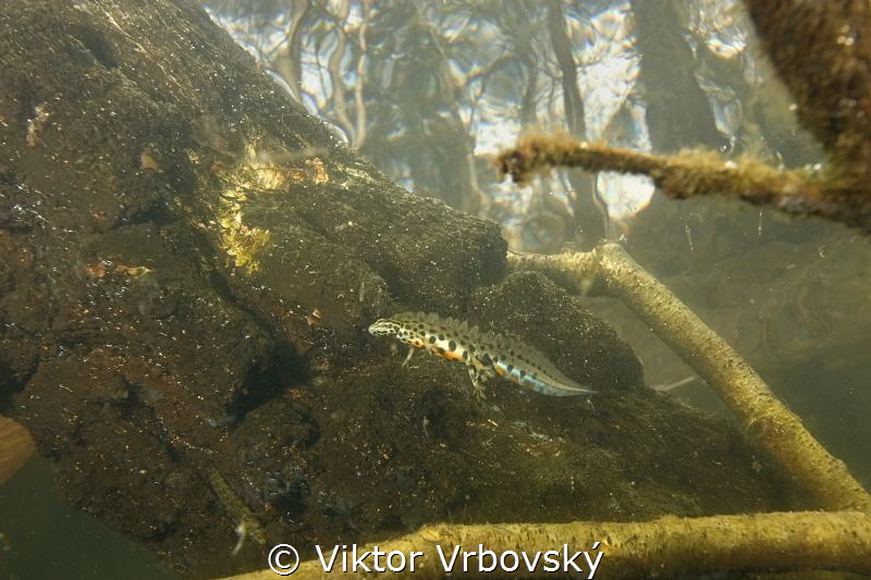 Smooth Newt (Lissotriton vulgaris) - male by Viktor Vrbovský 