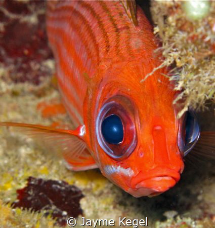 This squirrel fish stayed just long enough to snap this s... by Jayme Kegel 