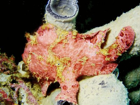 I found this Giant Frogfish while looking for macro life ... by Steve Wurfel 