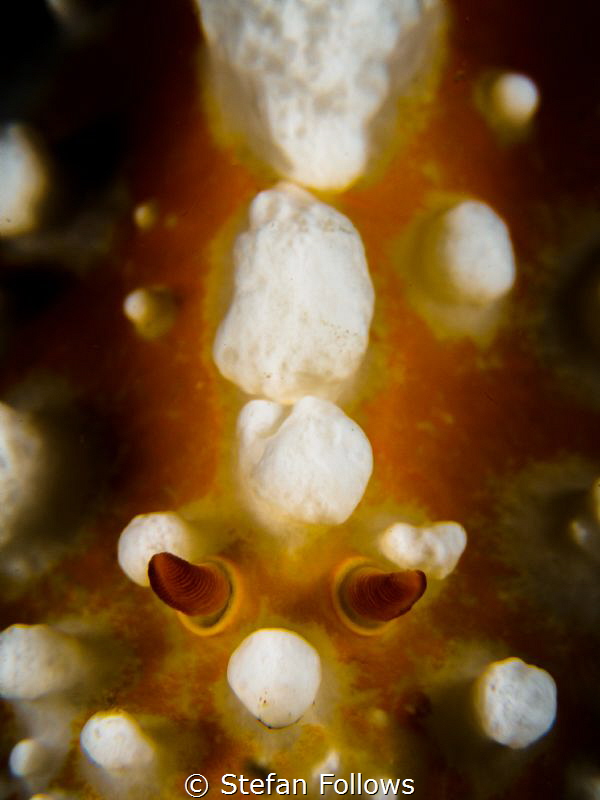 Angels with Dirty Faces. Wart Slug - Phyllidia sp. Ang Th... by Stefan Follows 