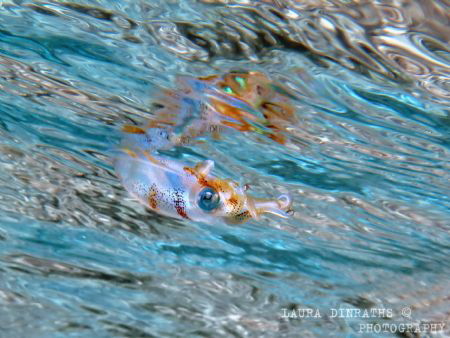 Juvenile reef squid swimming under the surface by Laura Dinraths 