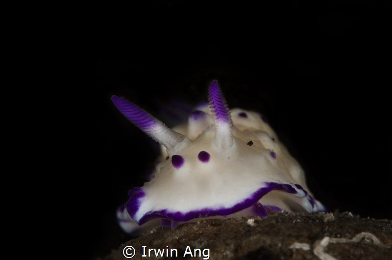 P U R P L E
Nudibranch (Mexichromis multituberculata)
A... by Irwin Ang 