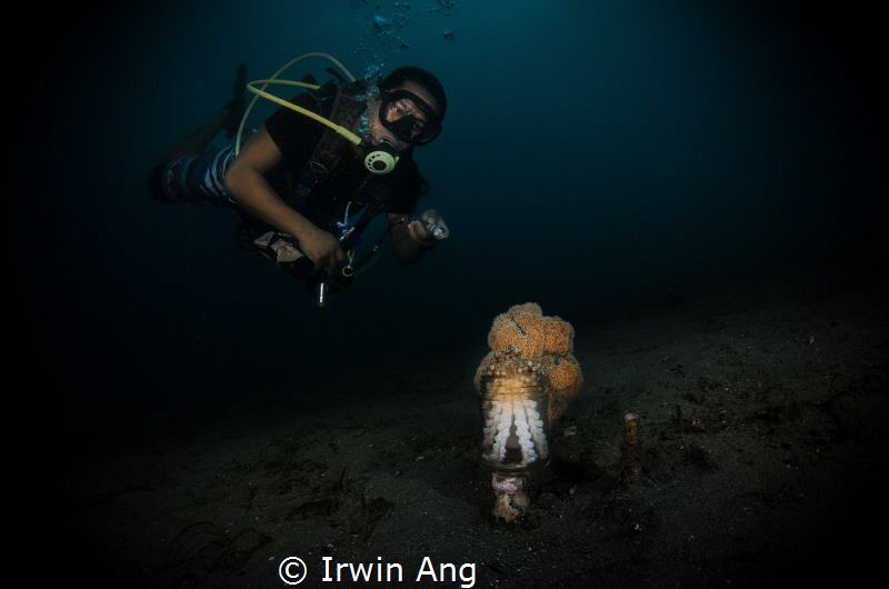 C O M B O 
Coconut octopus (Amphioctopus marginatus)
An... by Irwin Ang 