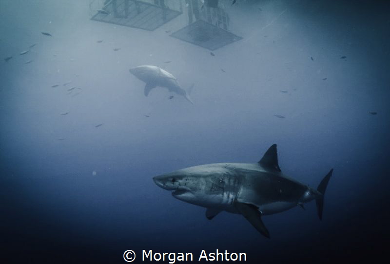 Guadalupe Twins by Morgan Ashton 