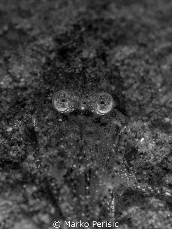 BUGEYED by Marko Perisic 