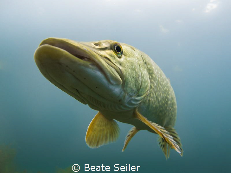 Northern pike by Beate Seiler 