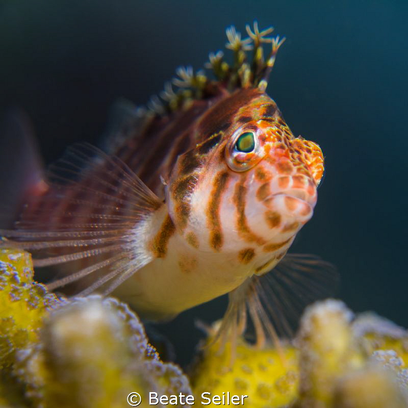 Hawkfish by Beate Seiler 