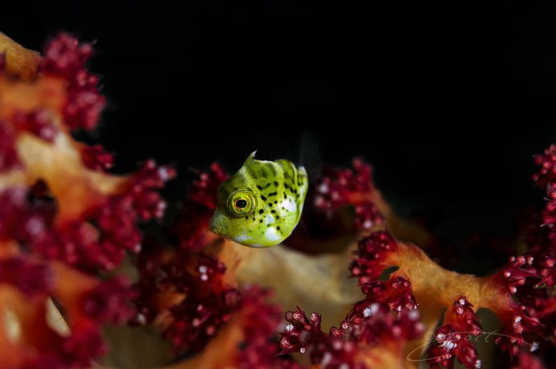 ~ Who am I ~
 by Geo Cloete 