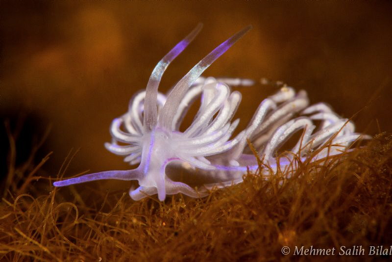Flabellina affinis. Tulamben. by Mehmet Salih Bilal 