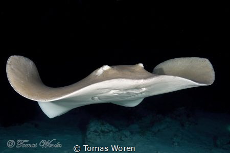 StingRay close up during night by Tomas Woren 