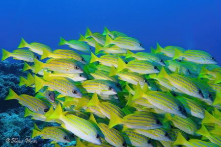 School of Bluestripe snapper. by Tomas Woren 