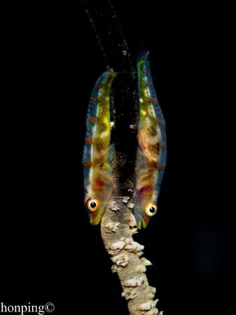 Whip coral goby (Bryaninops yongei) by Hon Ping 