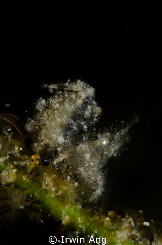D I R T Y
Hairy shrimp with eggs (Phycocaris simulans)
... by Irwin Ang 