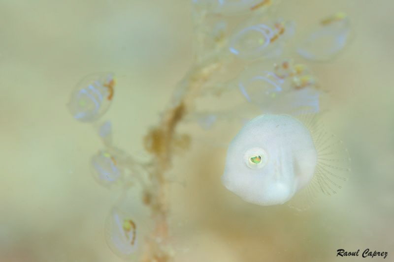 The almost invisible fish (0,5cm) by Raoul Caprez 