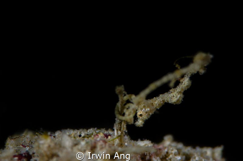 T H E - D R A G O N
Lembeh Seadragon (Kyonemichthys Rume... by Irwin Ang 