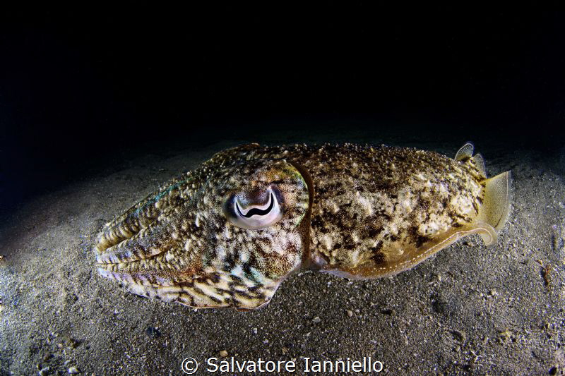 Night meetings by Salvatore Ianniello 