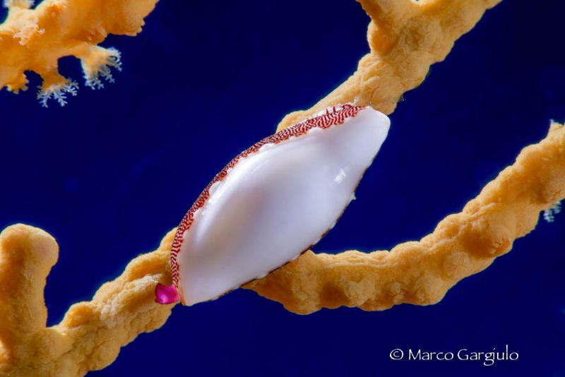 Simnia spelta, 
Nikon D800e Isotecnic Di Isotta Elisa Ho... by Marco Gargiulo 