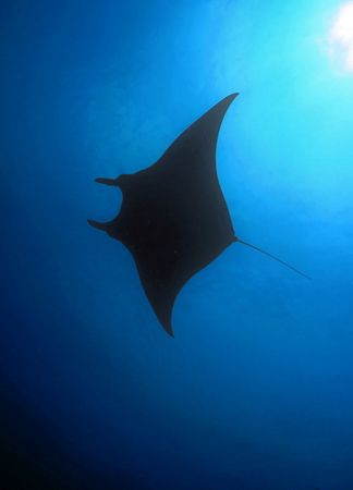 Always a nice day to see Manta. by Glenn Poulain 