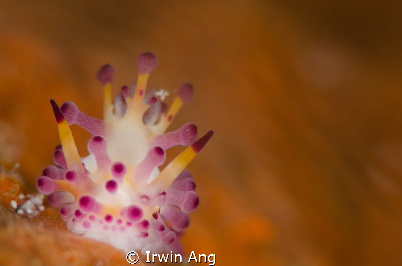 A R T - S T Y L E
Nudibranch (Aegires villosus)
Anilao,... by Irwin Ang 