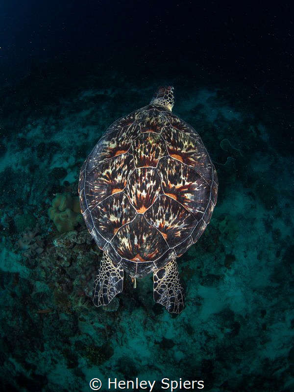 Green Turtle Shell by Henley Spiers 