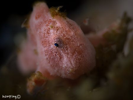 Painted frogfish (Antennarius pictus) by Hon Ping 