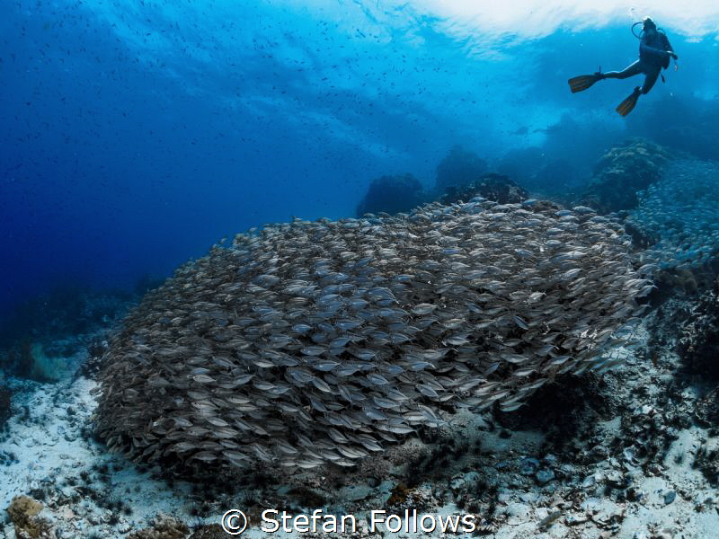 One in a million ... ! Oxeye Scad - Selar boops. Sail Roc... by Stefan Follows 